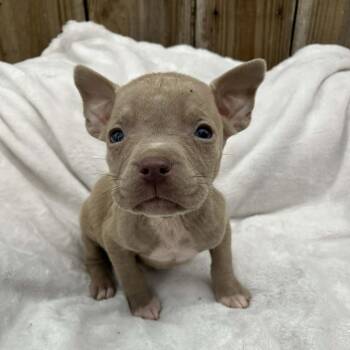 Mixed Breed Dogs Available for Adoption - Puppy3 | PetCurious