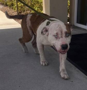 Pit Bull Terrier and Mixed Breed Dogs Available for Adoption in Daytona Beach, Florida - Frito - 2 | PetCurious