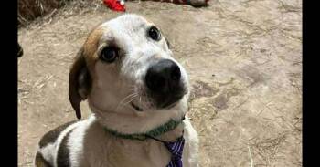 Mixed Breed Dogs Available for Adoption - Tyson | PetCurious