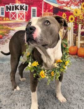 Nikki -  Mixed Breed Dog for Adoption in Flint, Michigan - Nikki | PetCurious