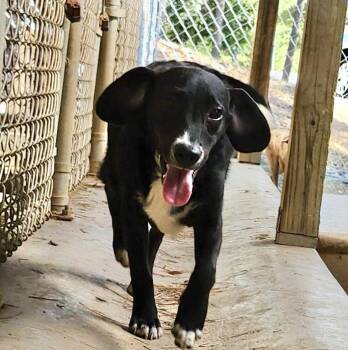 Rescue Catahoula Leopard Dog Dogs for Adoption in Manchester, Connecticut - Winifred | PetCurious