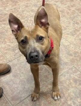 Pit Bull Terrier and Australian Cattle Dog Blue Heeler Dogs Available for Adoption - Patches | PetCurious