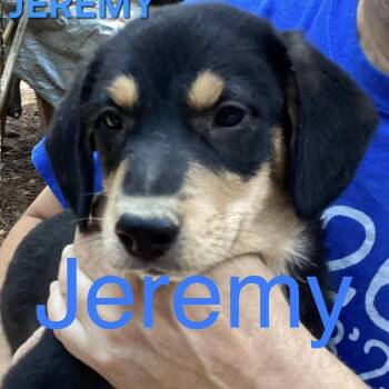 NY Jeremy Avail Aug 26 (MTK Hotel Mount Kisco) -  Mixed Breed Dog for Adoption in Stormville, New York - NY Jeremy Avail Aug 26 (MTK Hotel Mount Kisco) | PetCurious