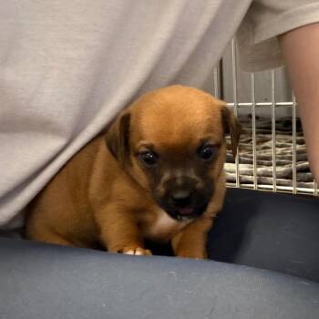 Henry -  Jack Russell Terrier and Chihuahua Dog for Adoption in Council Bluffs, Iowa - Henry | PetCurious