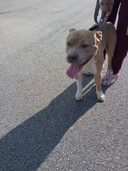 Boogie -  Mixed Breed Dog for Adoption in Atlanta, Georgia - Boogie | PetCurious