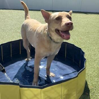Shepherd Dogs Available for Adoption in New Bedford, Massachusetts - Blondie | PetCurious