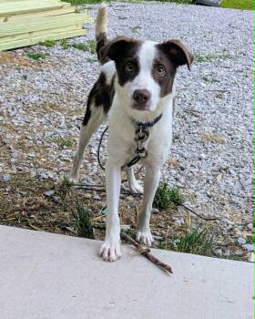 Oliver -  Border Collie Dog for Adoption in Hilham, Tennessee - Oliver | PetCurious