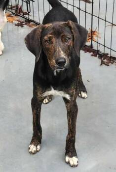 Rescue Beagle Dogs for Adoption in Peyton, Colorado - Puddin - Reduced Fee! | PetCurious