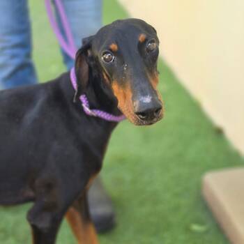 Gemma JuM -  Doberman Pinscher and Mixed Breed Dog for Adoption in Austin, Texas - Gemma JuM | PetCurious