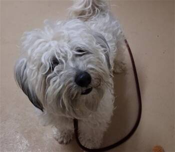 RUSSELL -  Maltese and Poodle Dog Available for Adoption in Chula Vista, California - RUSSELL | PetCurious