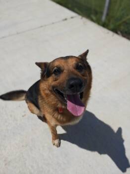 Lincoln -  German Shepherd Dog Dog for Adoption in Oconto, Wisconsin - Lincoln | PetCurious