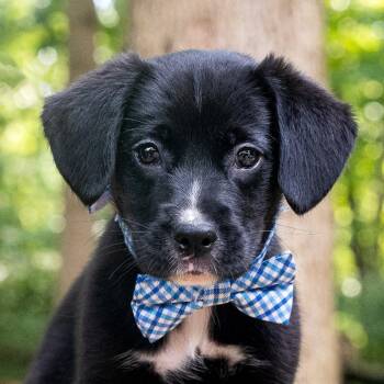 Cash -  Labrador Retriever and Boxer Dog for Adoption in Cincinnati, Ohio - Cash | PetCurious