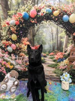 German Shepherd Dog and Belgian Shepherd Malinois Dogs Available for Adoption in Palm Harbor, Florida - Moonstarr | PetCurious
