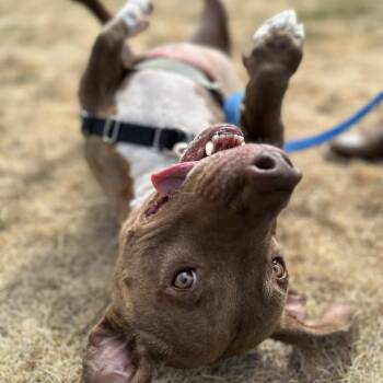 Rescue Mixed Breed Dogs for Adoption in Medford, Oregon - Bogart | PetCurious