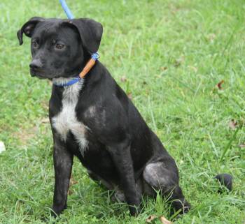 McCallister (Photos September 17th 2026) -  Terrier Dog for Adoption in Marietta, Ohio - McCallister (Photos September 17th 2026) | PetCurious