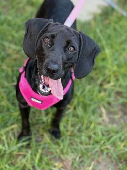 Belle -  Boykin Spaniel Dog for Adoption in Sumter, South Carolina - Belle | PetCurious