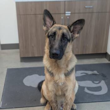 Sarge -  German Shepherd Dog Dog for Adoption in Sand Springs, Oklahoma - Sarge | PetCurious