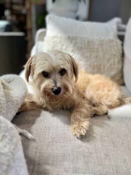 Denver -  Mixed Breed Dog for Adoption in Belleville, Michigan - Denver | PetCurious