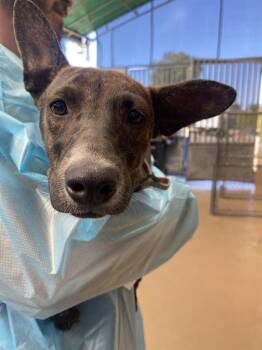 Rescue Terrier and Mixed Breed Dogs for Adoption in Chula Vista, California - LUMI | PetCurious