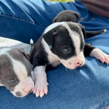 Mixed Breed Dogs Available for Adoption in Bentonville, Arkansas - Malachi | PetCurious