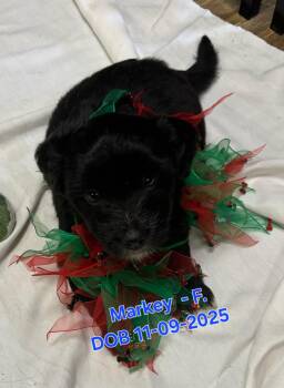 Markey -  German Shepherd Dog and Labrador Retriever Dog Available for Adoption in Nucla, Colorado - Markey | PetCurious
