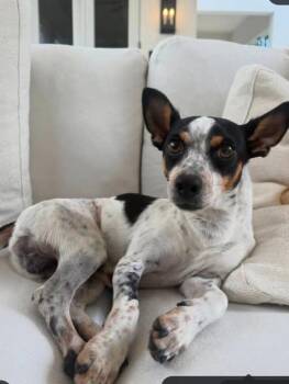 Rufus -  Rat Terrier Dog for Adoption in Miami, Florida - Rufus | PetCurious