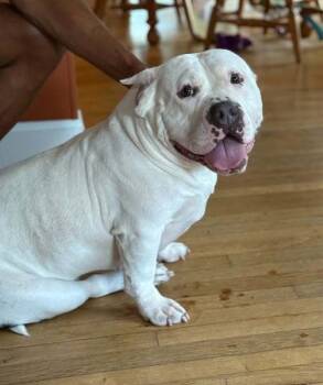 Rescue Pit Bull Terrier and American Staffordshire Terrier Dogs for Adoption in Baltimore, Maryland - Watermelon | PetCurious