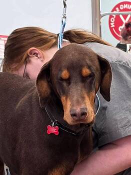 Doberman Pinscher Dogs Available for Adoption in Minneapolis, Minnesota - Leo | PetCurious