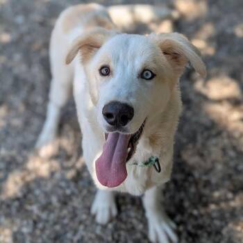 Stewie -  Mixed Breed Dog for Adoption in West Olive, Michigan - Stewie | PetCurious