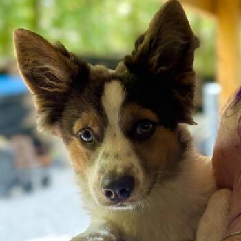 Petunia -  Pomeranian and Mixed Breed Dog for Adoption in Decatur, Georgia - Petunia | PetCurious