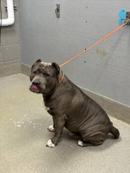 Rescue American Bulldog and Mixed Breed Dogs for Adoption in Las Vegas, Nevada - RHINO | PetCurious