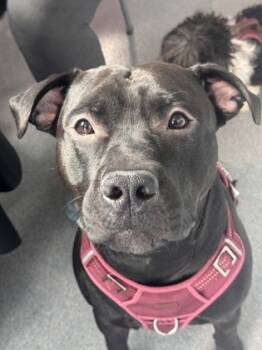 Rescue Mixed Breed Dogs for Adoption in West Chester, Pennsylvania - Kingsley | PetCurious