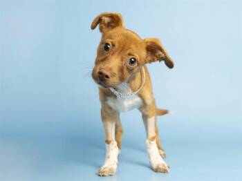 Chihuahua Dogs Available for Adoption in Phoenix, Arizona - BENJI | PetCurious
