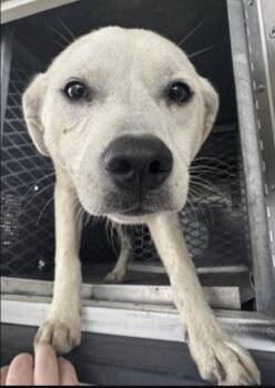 Turk -  Labrador Retriever Dog Available for Adoption - Turk | PetCurious