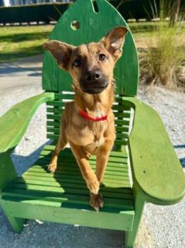 German Shepherd Dog and Mixed Breed Dogs Available for Adoption - Bobby - 1 | PetCurious