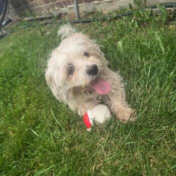 Rocky -  Shih Tzu Dog for Adoption in Martinsburg, West Virginia - Rocky | PetCurious