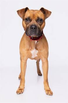 ROLLY -  Boxer and Mixed Breed Dog for Adoption in Doral, Florida - ROLLY | PetCurious