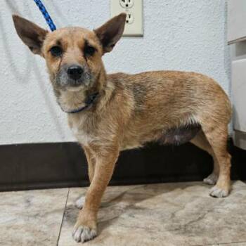Capy -  Chihuahua and Mixed Breed Dog Available for Adoption in Fort Collins, Colorado - Capy | PetCurious