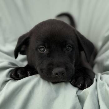 Soccer Pup - Kane -  Labrador Retriever Dog for Adoption in San Diego, California - Soccer Pup - Kane | PetCurious