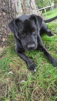 Hero -  Labrador Retriever and Black Labrador Retriever Dog for Adoption - Hero | PetCurious