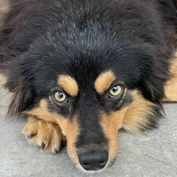 Copper -  Australian Shepherd Dog for Adoption in Gordonsville, Tennessee - Copper | PetCurious