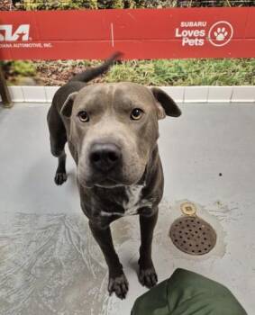 Pit Bull Terrier Dogs Available for Adoption - Kane | PetCurious