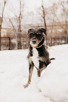 Terrier Dogs Available for Adoption in Mississauga, Ontario - Kika | PetCurious