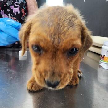 Hound and Dachshund Dogs Available for Adoption in Livingston, Texas - Xavier | PetCurious