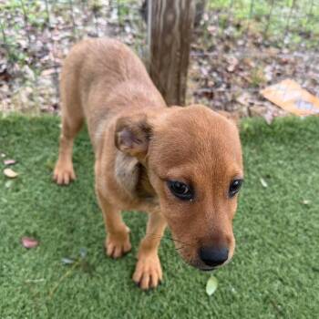 Aurora 0462 -  Mixed Breed Dog for Adoption in Loxahatchee Groves, Florida - Aurora 0462 | PetCurious