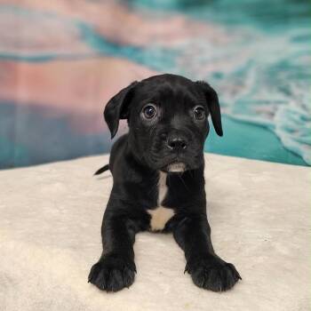 Ali -  Collie and Mixed Breed Dog for Adoption in Griswold, Connecticut - Ali | PetCurious
