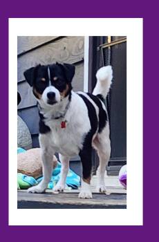 Finn -  Cavalier King Charles Spaniel and Terrier Dog for Adoption in Lake Geneva, Wisconsin - Finn | PetCurious
