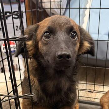 Karamello -  Dachshund Dog for Adoption in Edmond, Oklahoma - Karamello | PetCurious