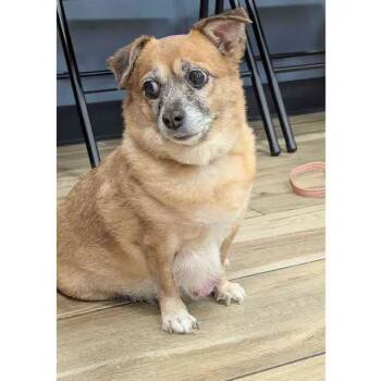 Rescue Chihuahua Dogs for Adoption in West Milford, New Jersey - Sourdough | PetCurious