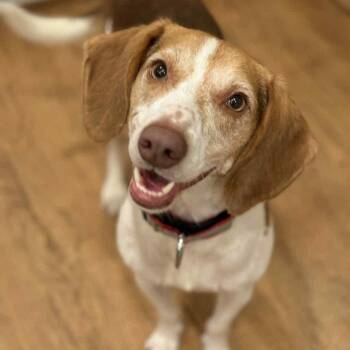 Rescue Beagle Dogs for Adoption in Phoenixville, Pennsylvania - Sweet Petey | PetCurious